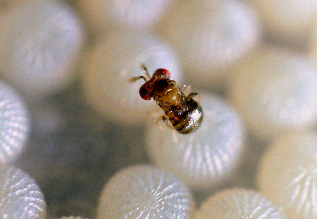 Trichogramma evanescens (female wasp)