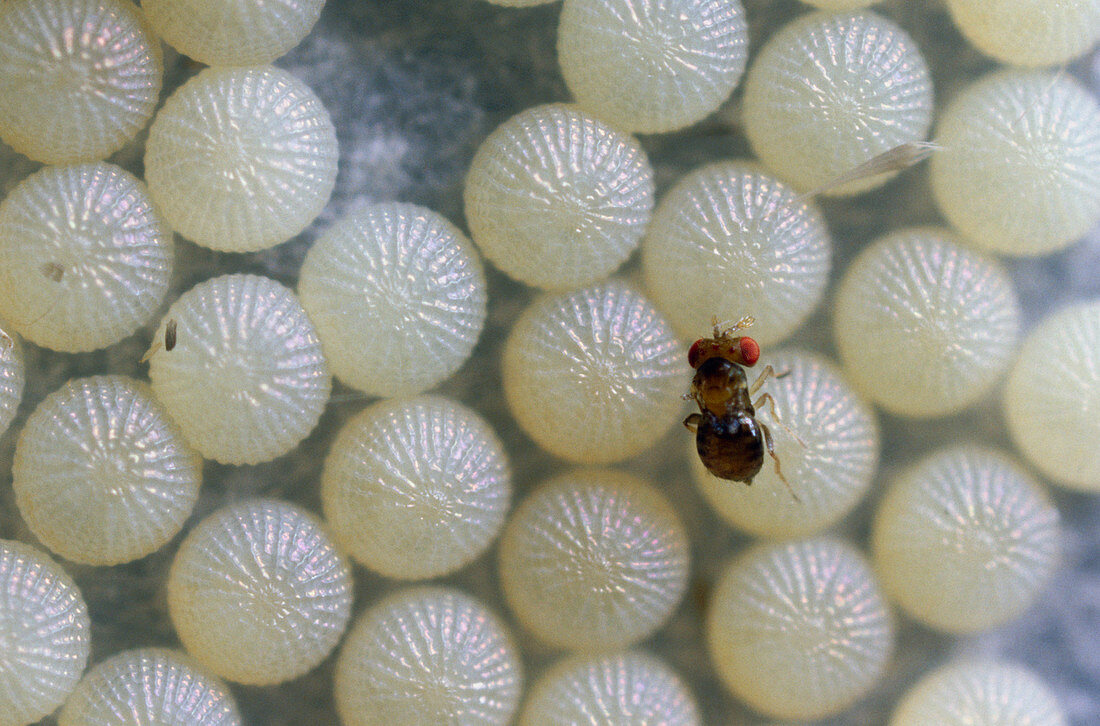 Female chalcid wasp laying eggs