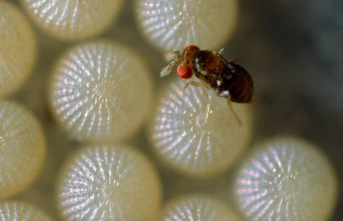 Wasp laying eggs in cabbage moth eggs