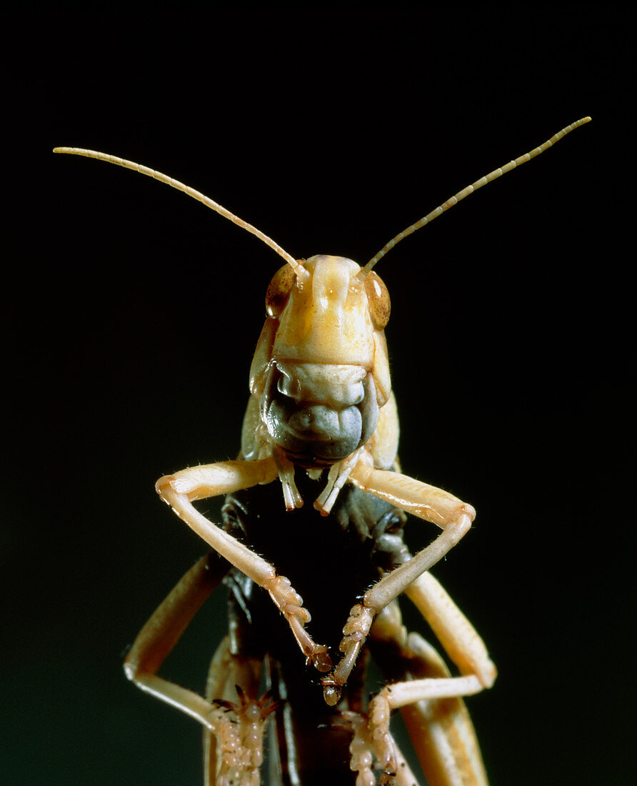 Pest control: desert locust before fungi