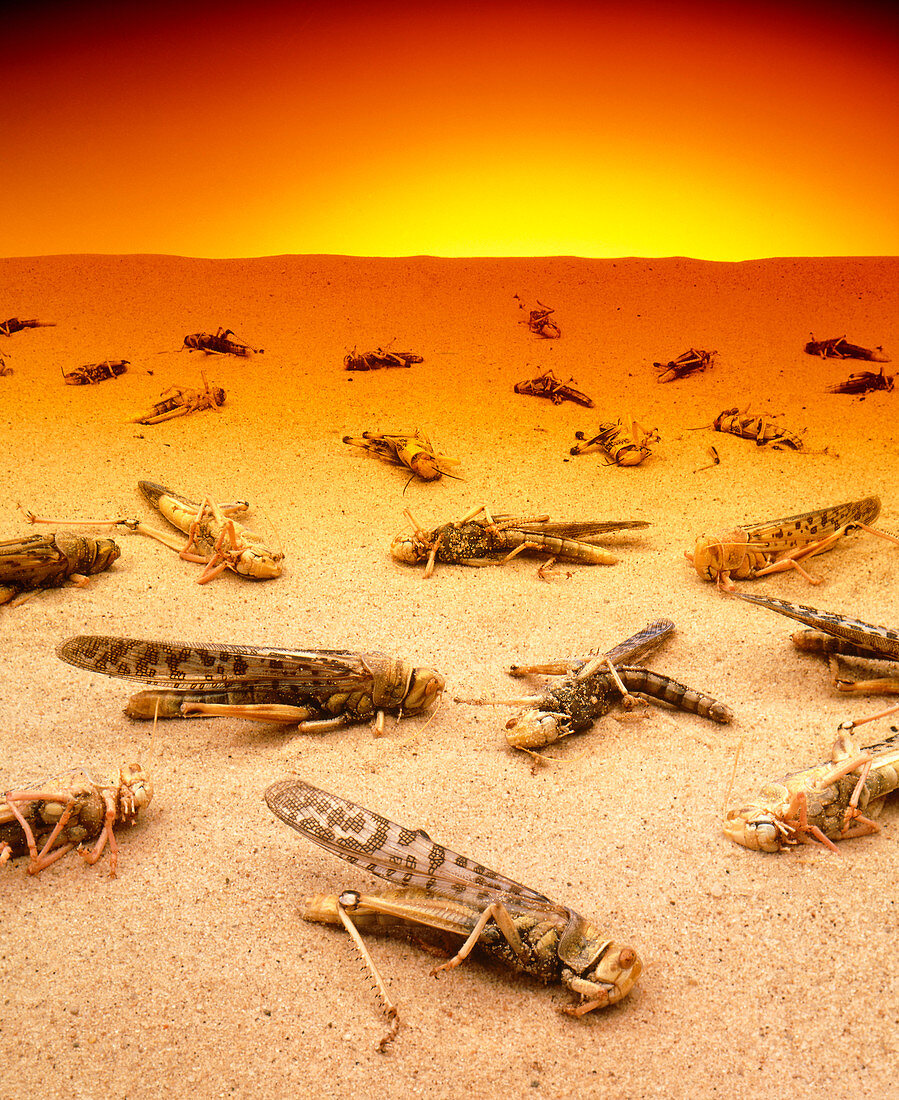 Pest control: dead desert locusts on sand
