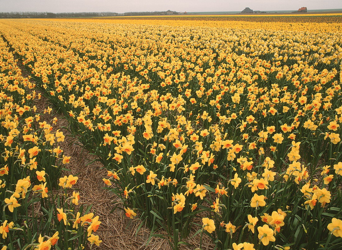 Field of commercially cultivated Narcissus flowers