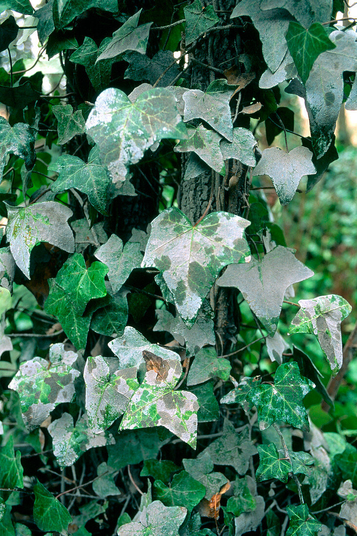 Cement dust on ivy leaves