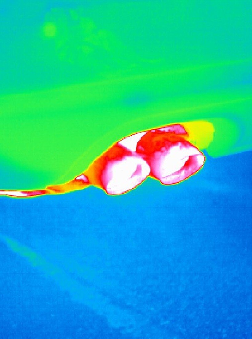 Car exhaust,thermogram