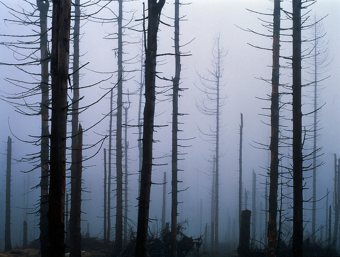 Acid rain-damaged trees: Karkonoski Nat.Pk,Poland