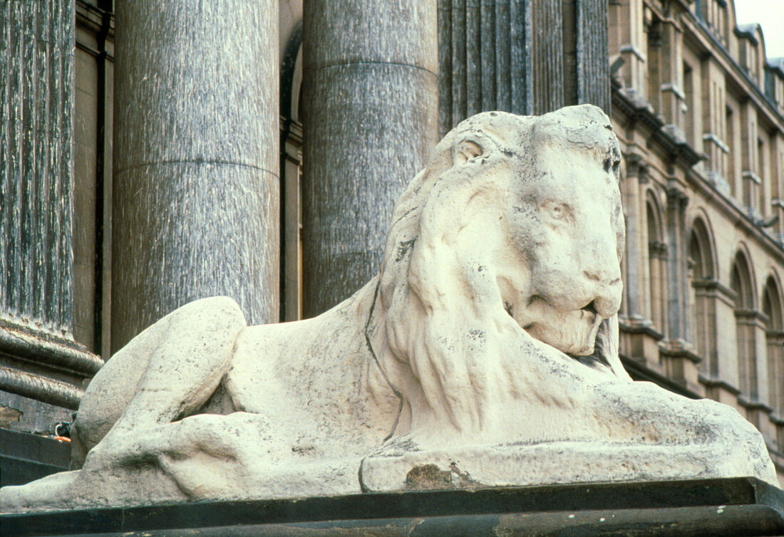 Effect of acid rain on stone lion