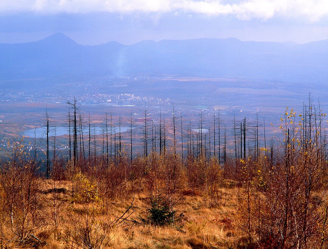 View over dead trees toward industrial zone
