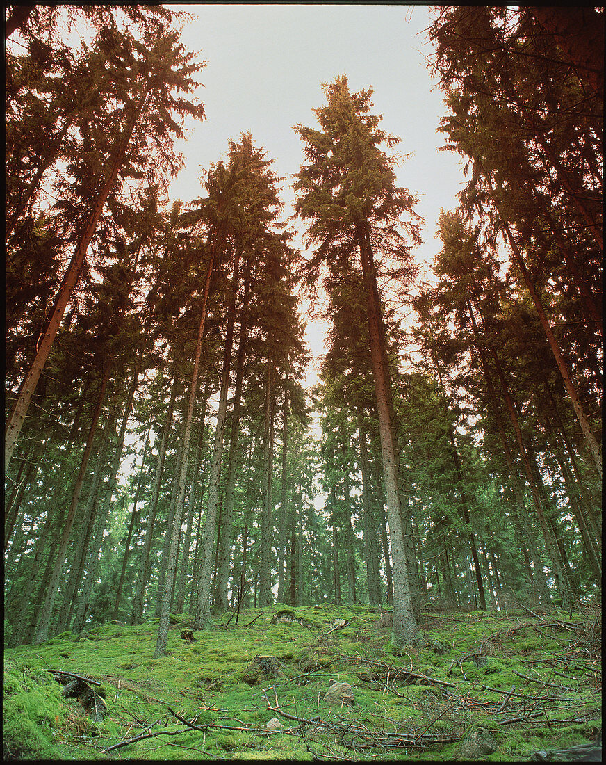 Mixed conifer forest,Sweden