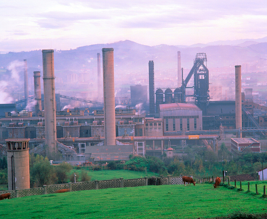 Cows at pasture near smog-producing steelworks