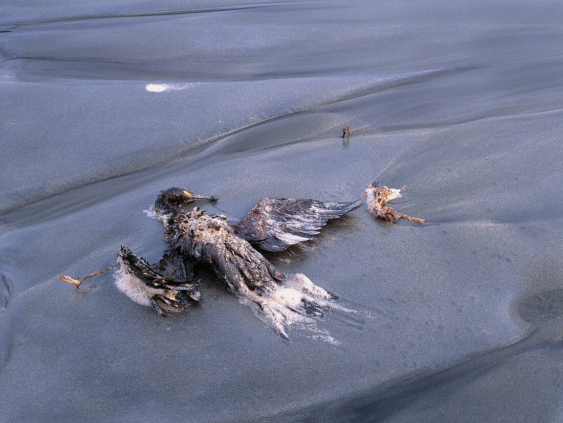 Dead oil-covered bird on beach