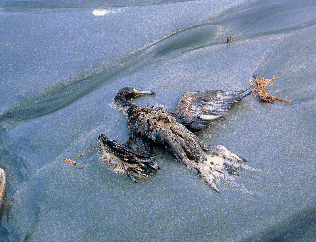 Dead oil-covered bird on beach,Shetland 1993