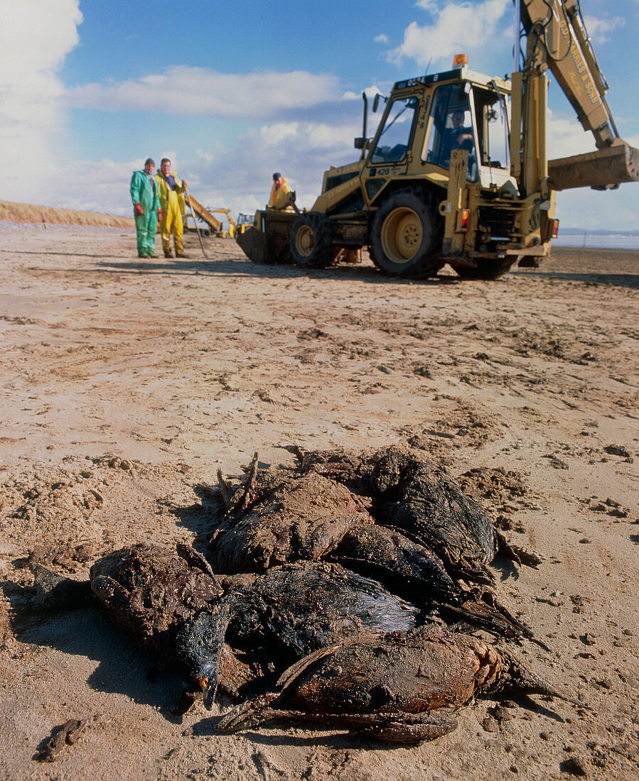 Dead birds killed by an oil spill at sea