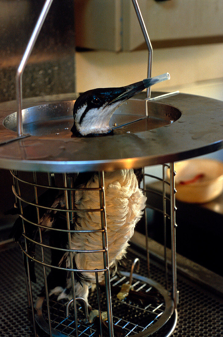 Oiled seabird in washing cage