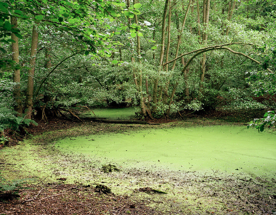 Algal bloom in pond