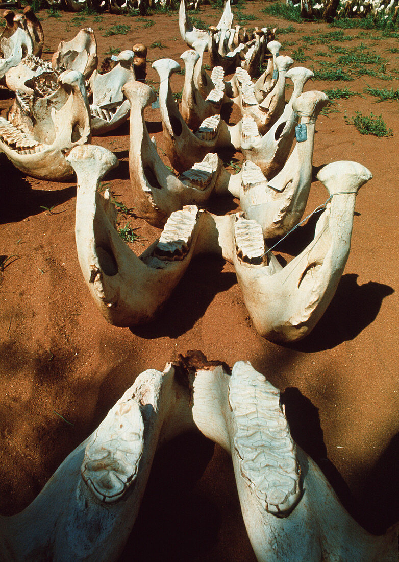 Elephant jawbones