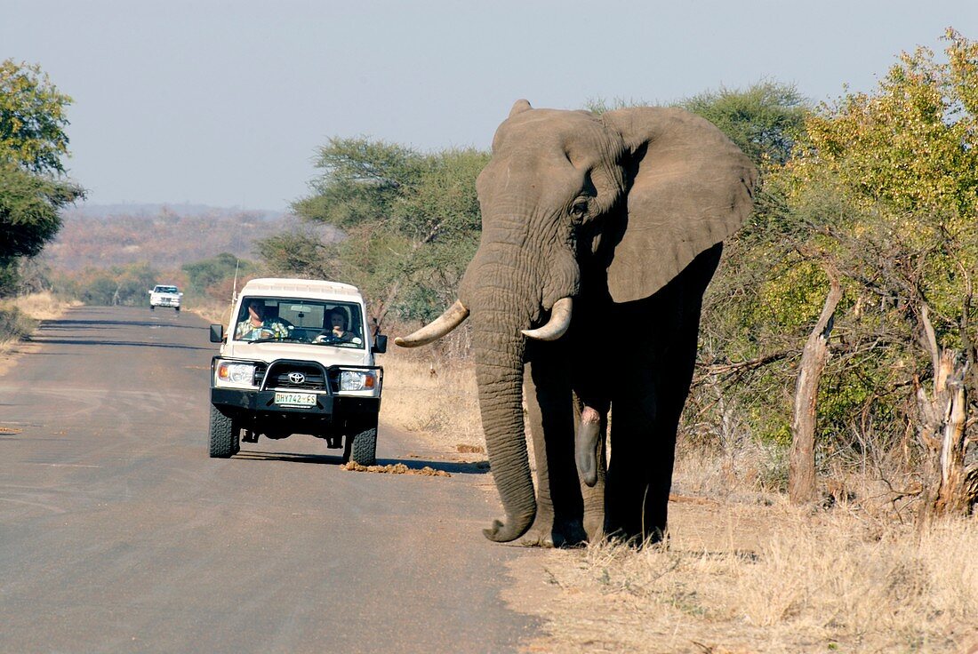 Elephant-watching