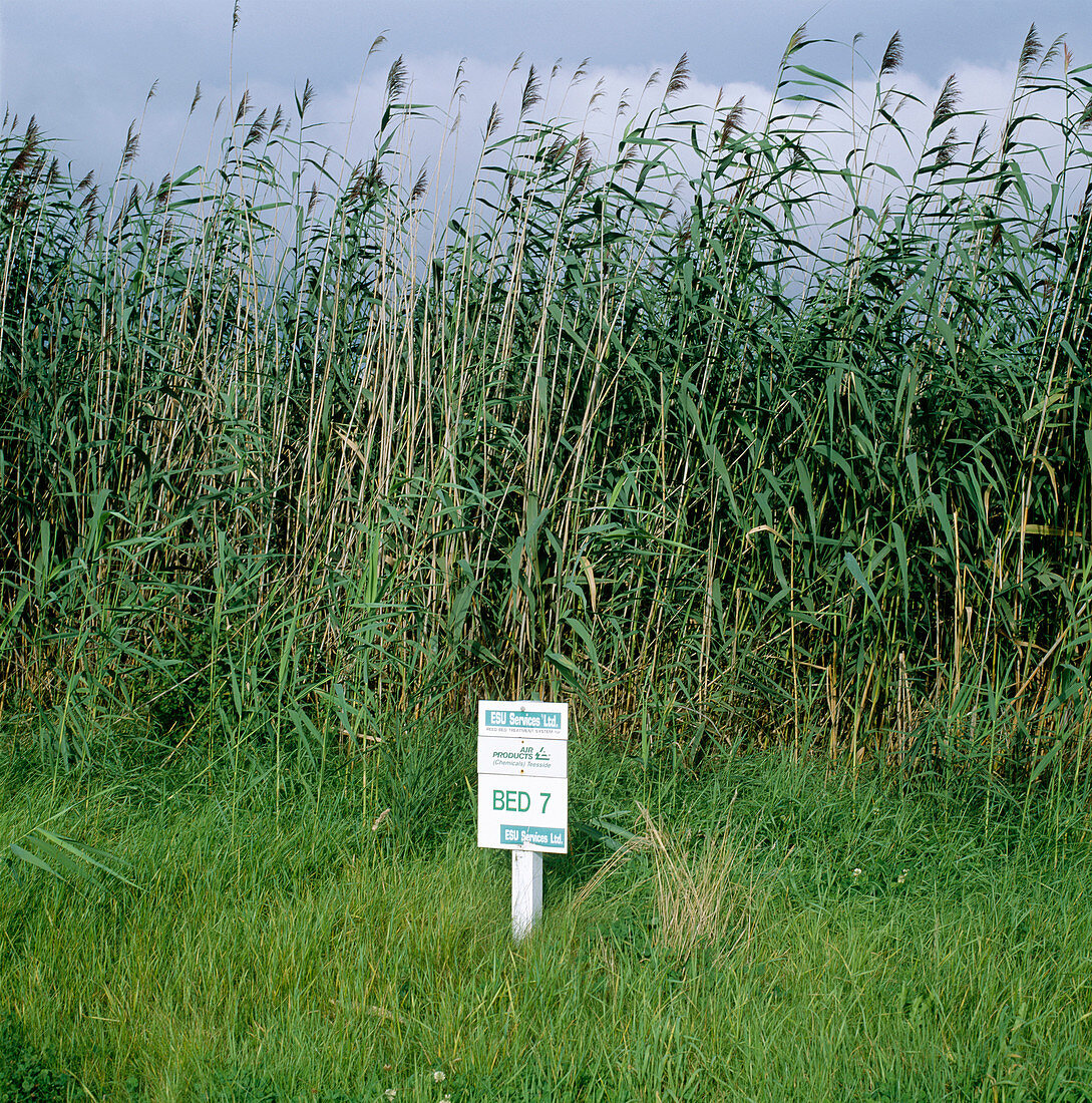 Chemical waste treatment reed bed