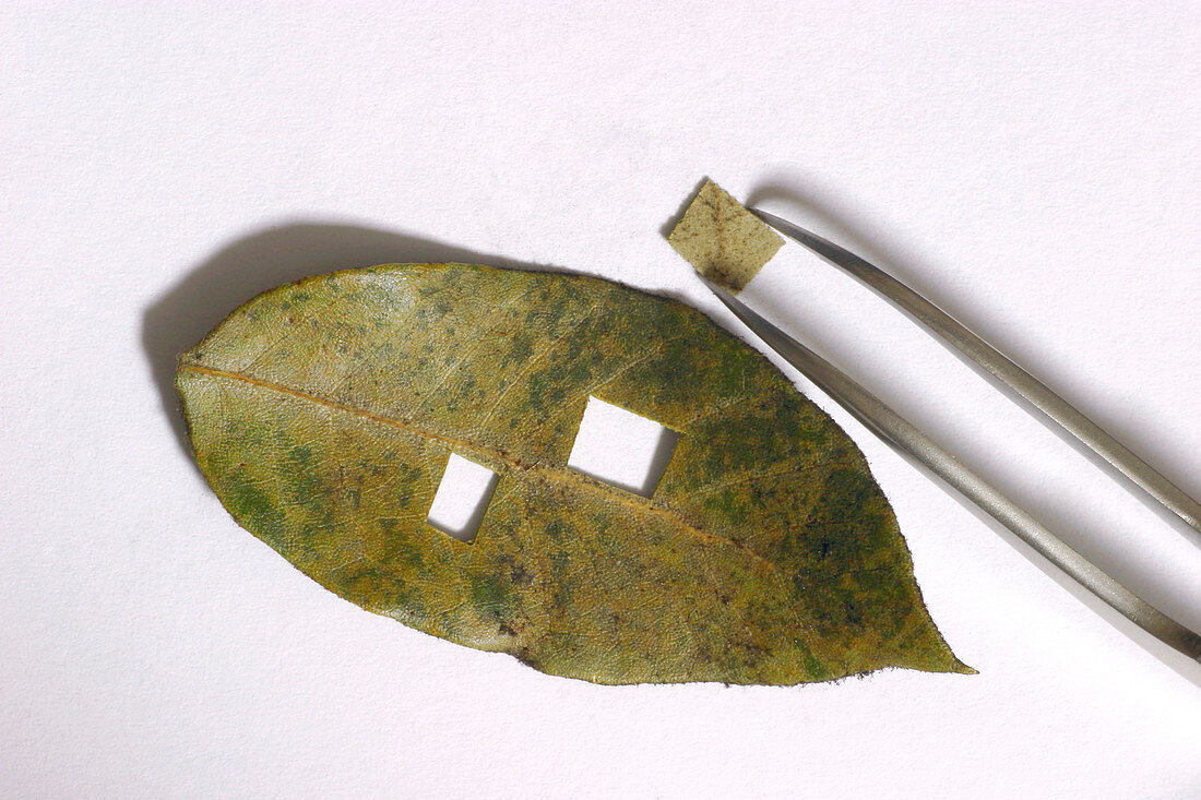 Air pollution monitoring using a leaf