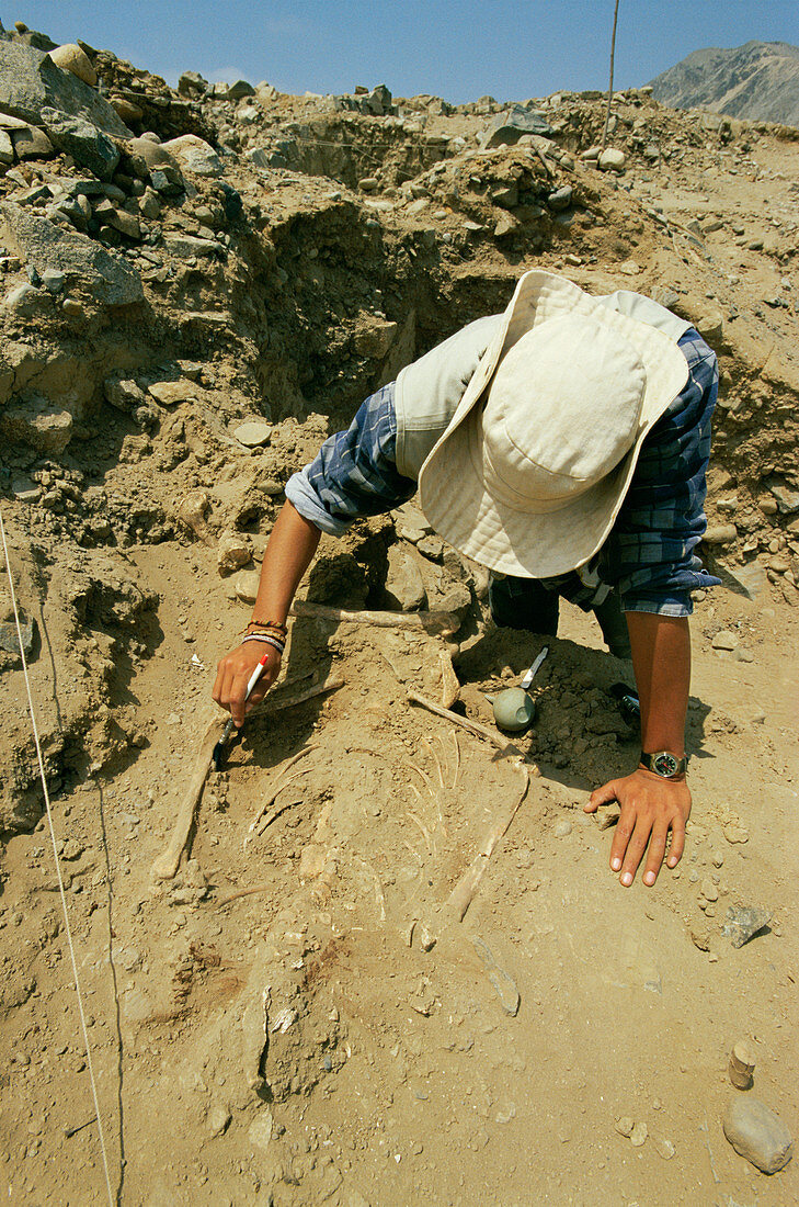 Human skeleton at Caral,Peru