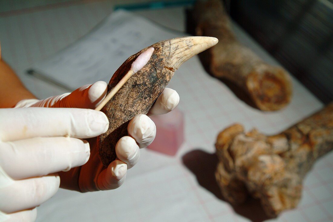 Cleaning prehistoric animal bones