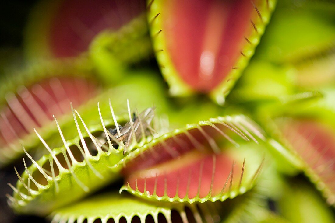 Venus flytrap (Dionaea muscipula)