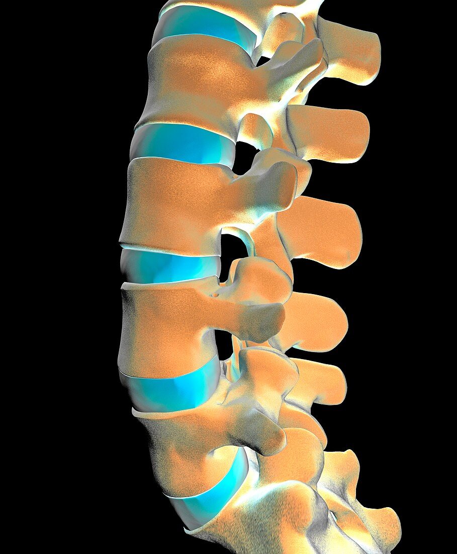 Lumbar spine,computer artwork