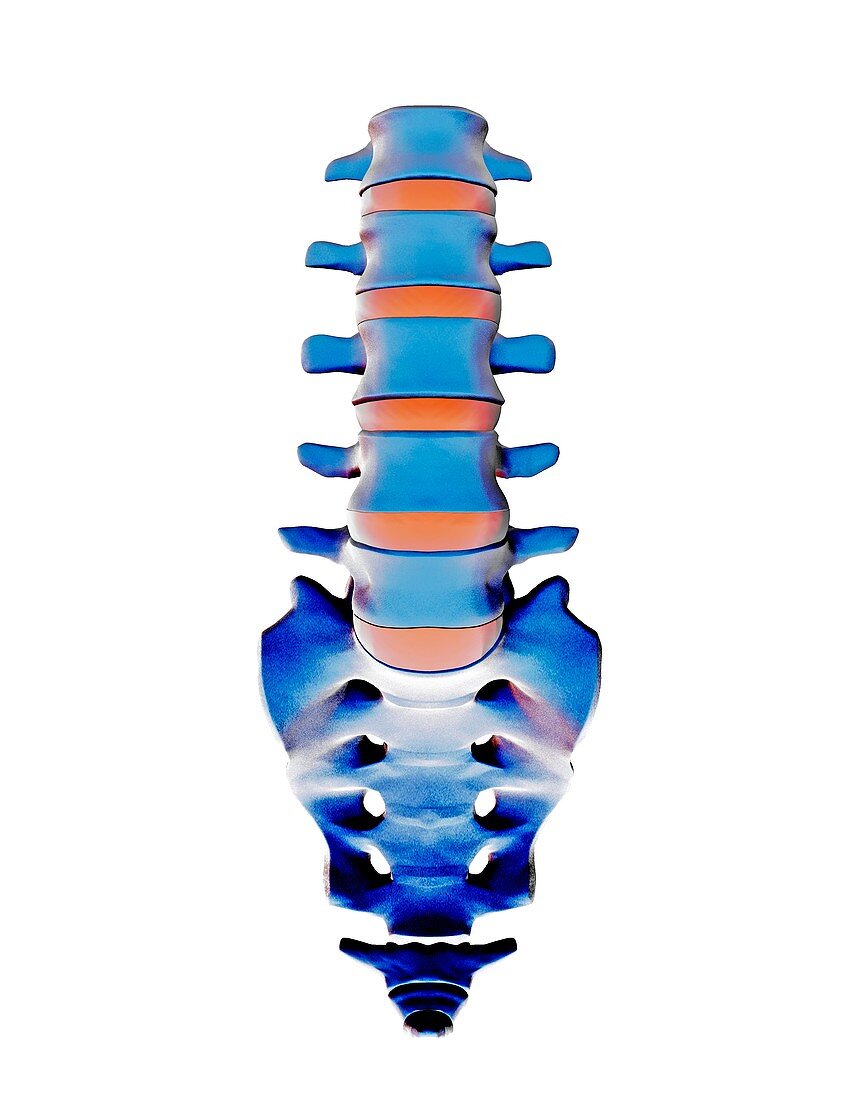 Lumbar spine and sacrum,computer artwork
