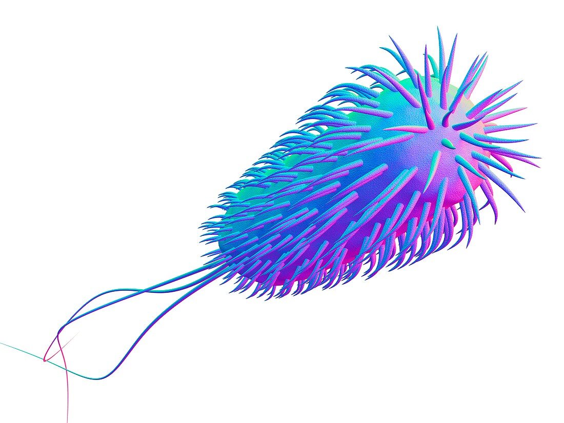 E. coli bacterium,computer artwork