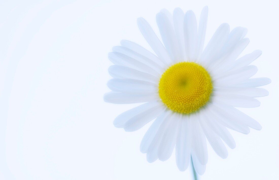 Shasta daisy (Leucanthemum x superbum)
