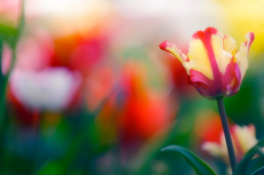 Tulip (Tulipa sp.)