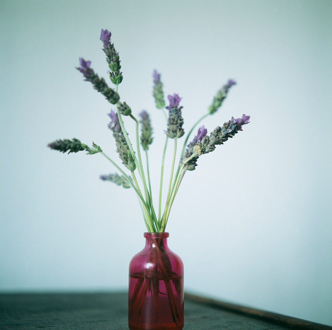 Lavender flowers in a vase