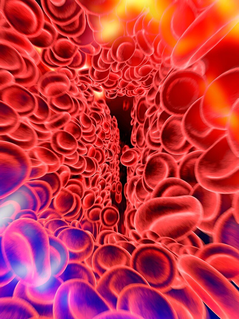 Red blood cells,computer artwork