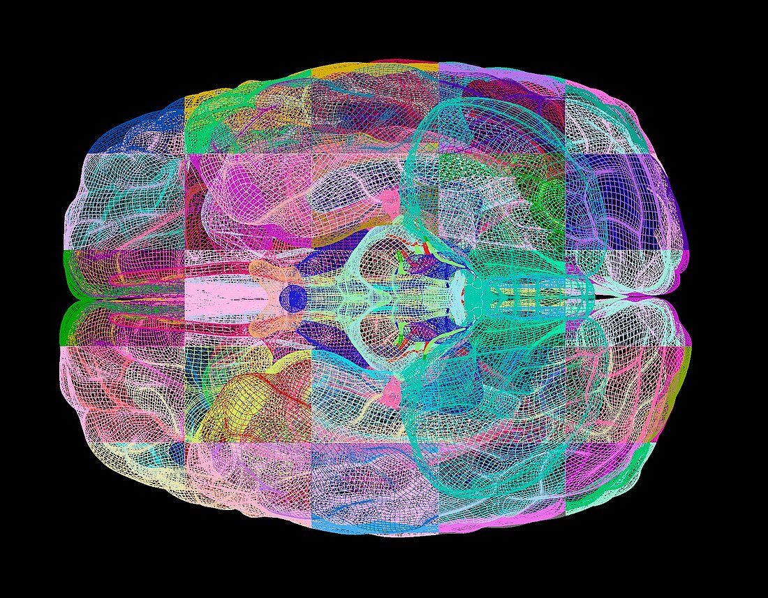 Human brain,computer artwork