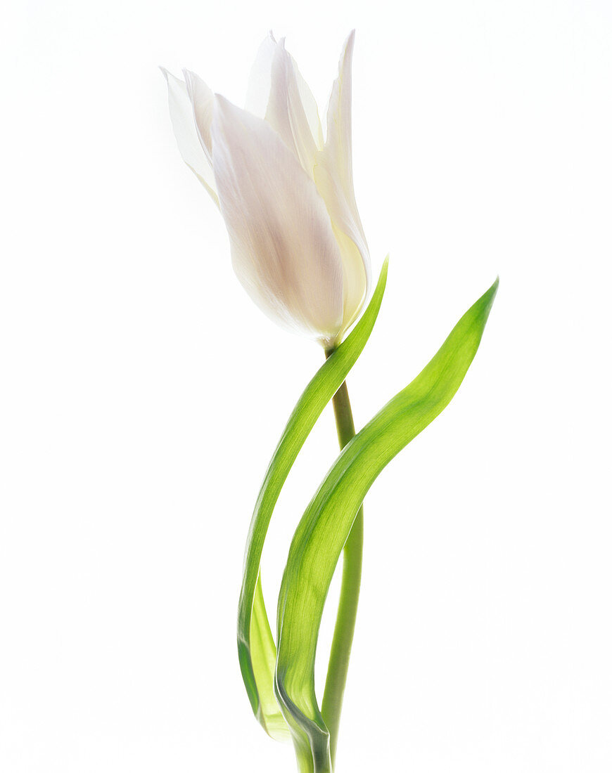 White tulip (Tulipa sp.)