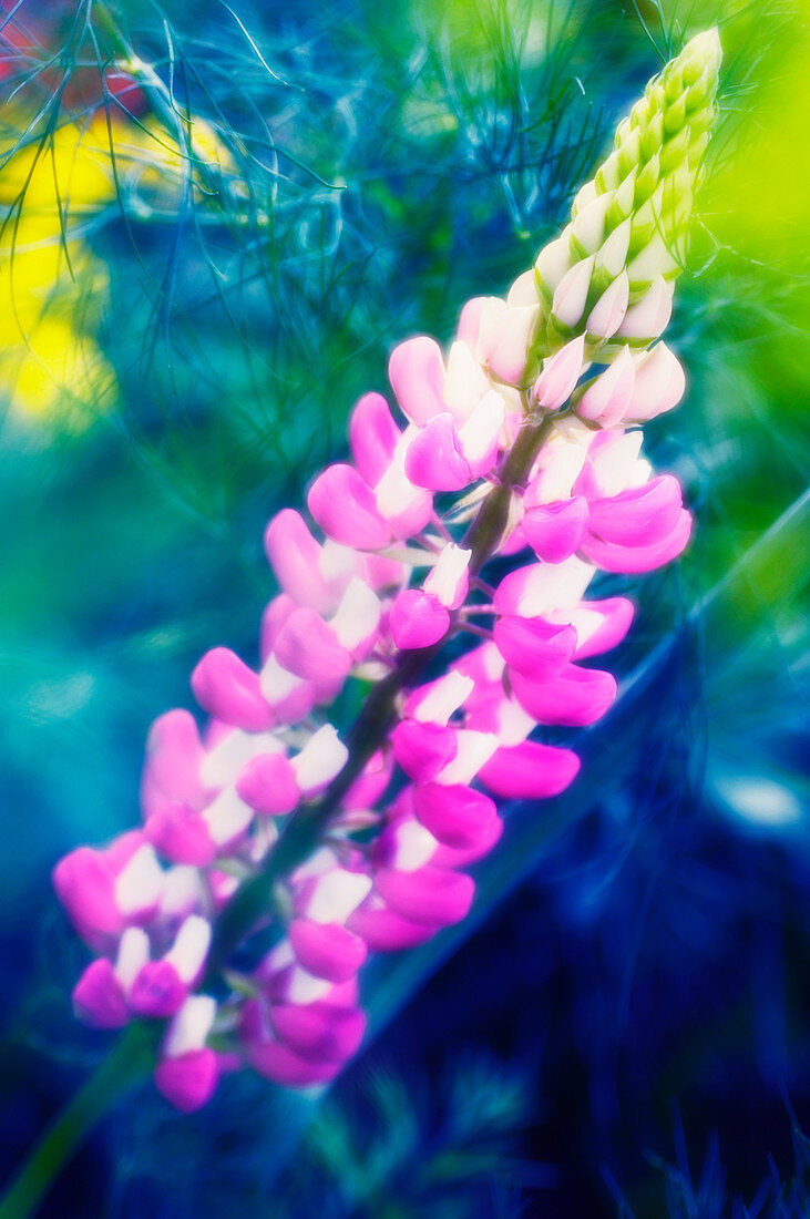 Lupin flowers (Lupinus sp.)