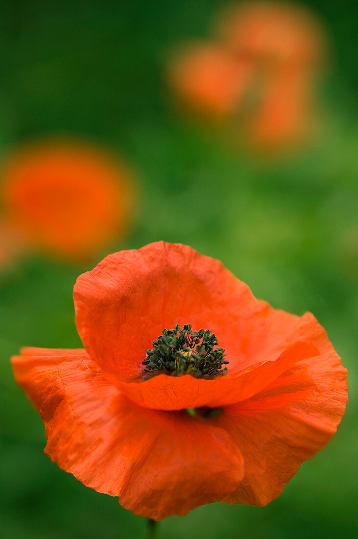 Corn poppy (Papaver rhoeas)