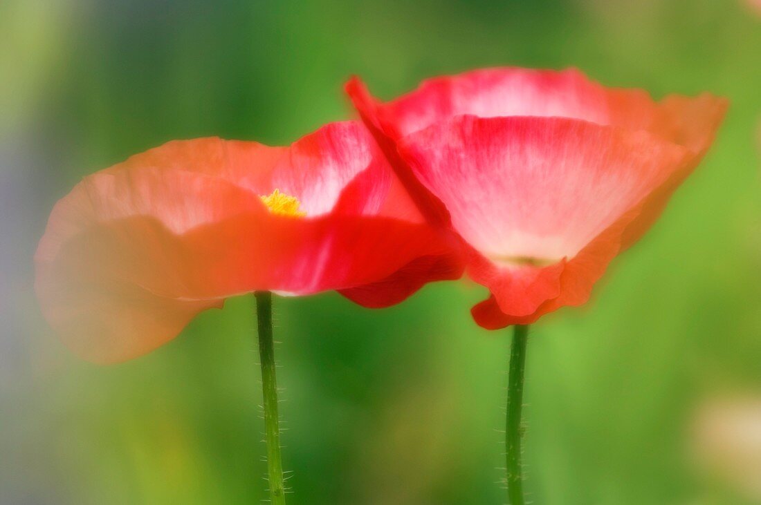 Corn poppies (Papaver rhoeas)