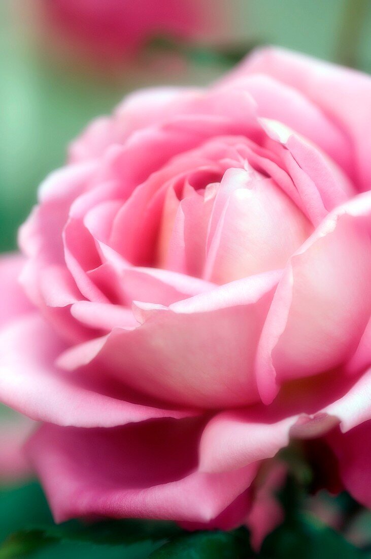 Tea rose flower (Rosa sp.)