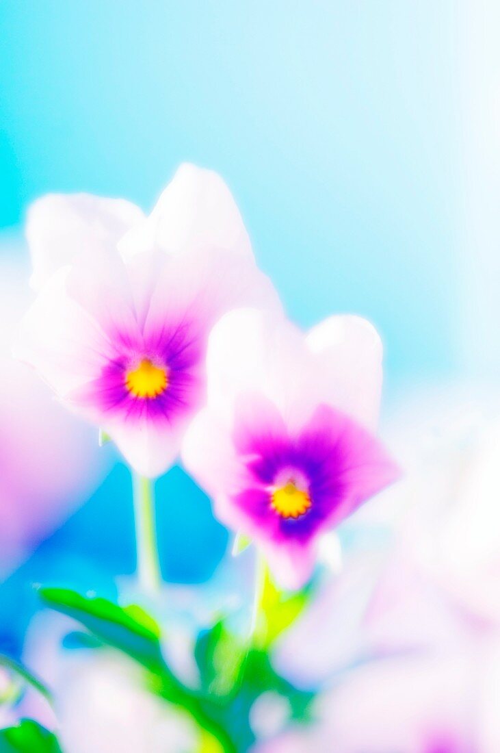 Pansies (Viola x wittrockiana)