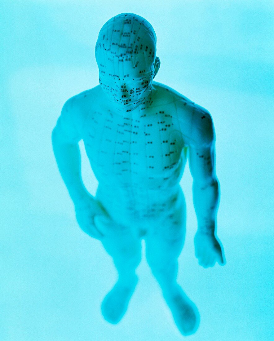 Acupuncture model