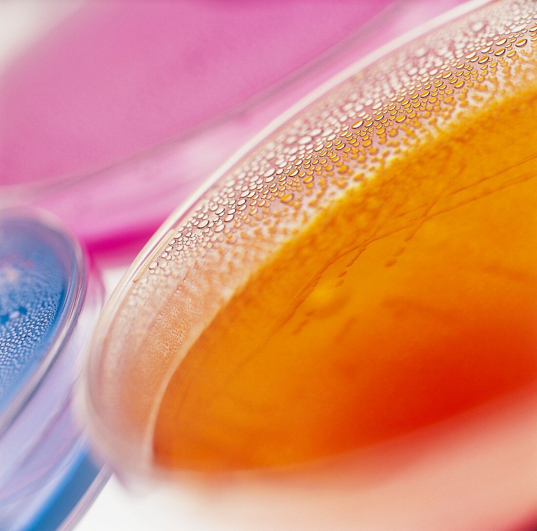 Close-up of petri dishes with bacterial cultures