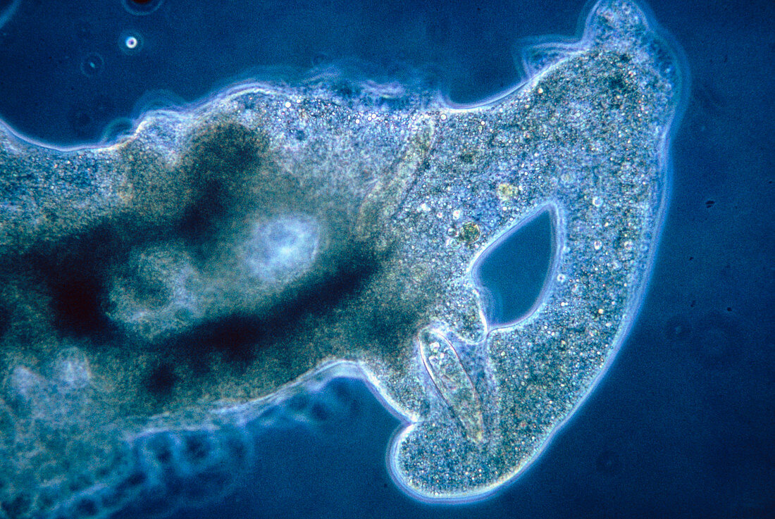 LM of an amoeba engulfing a paramecium