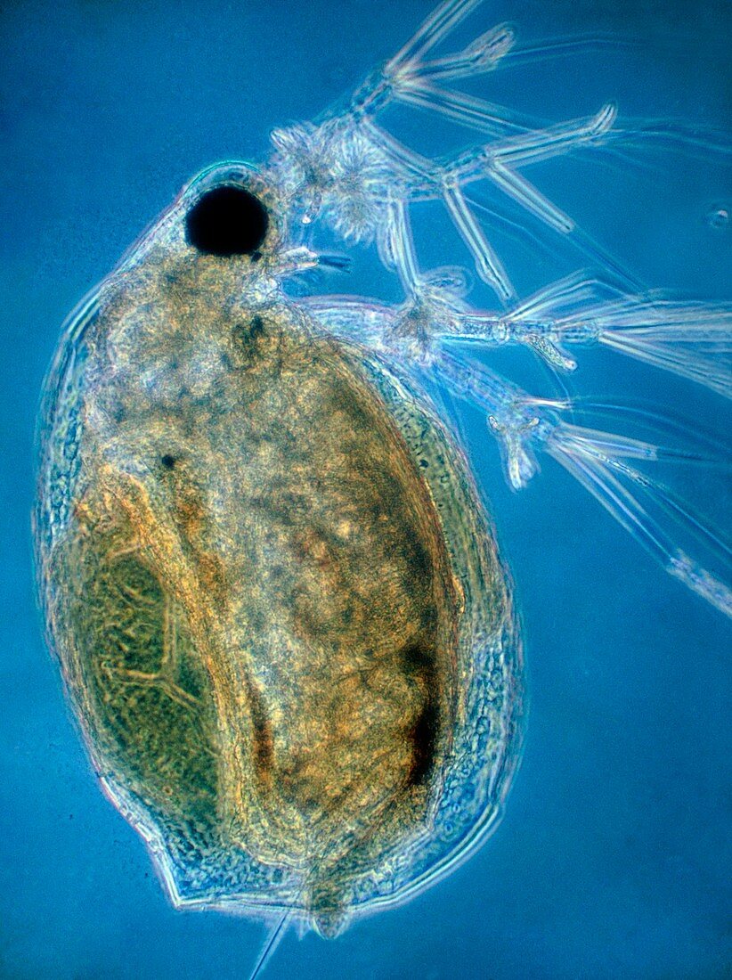 LM of a water flea,Daphnia pulex