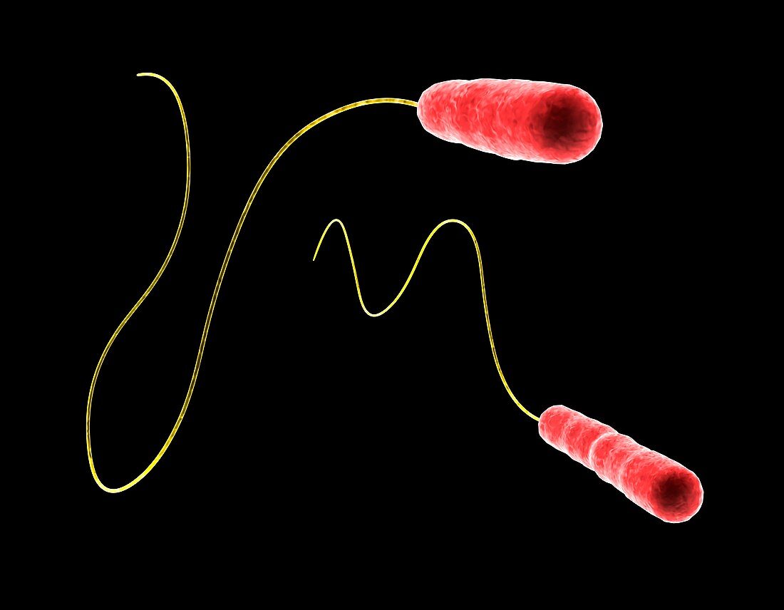 Legionella sp. bacteria,computer artwork