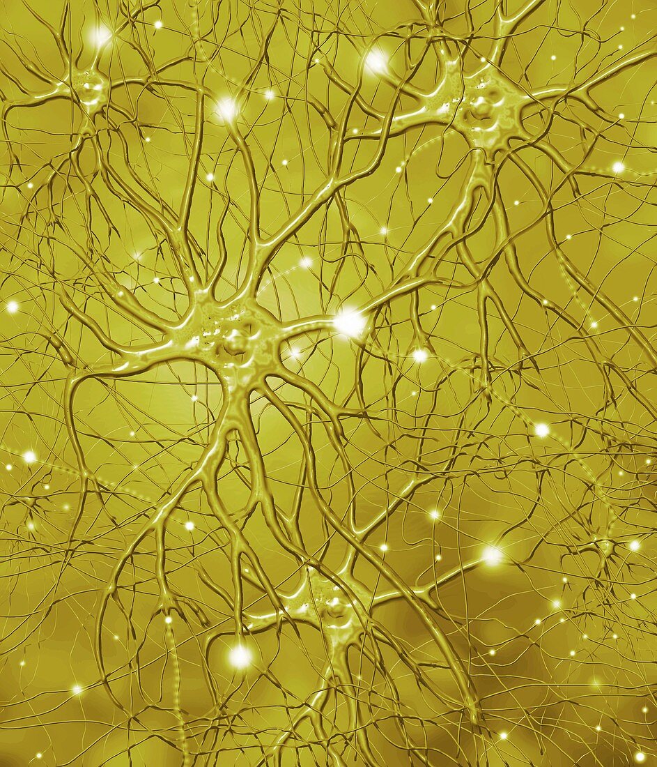 Nerve cells,artwork