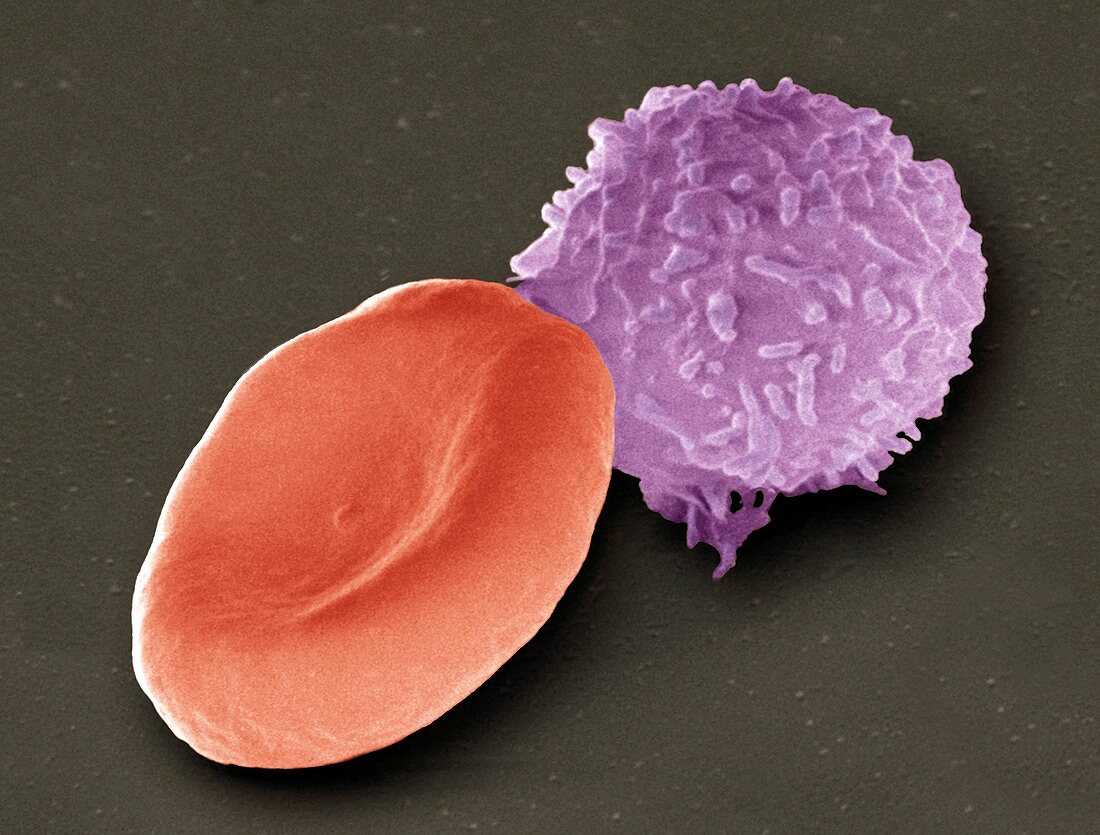 Blood cells,SEM