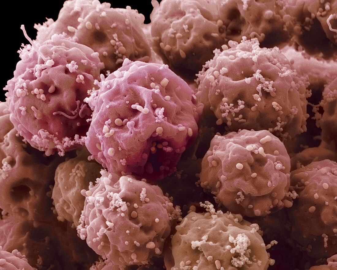 Embryonic stem cells,SEM