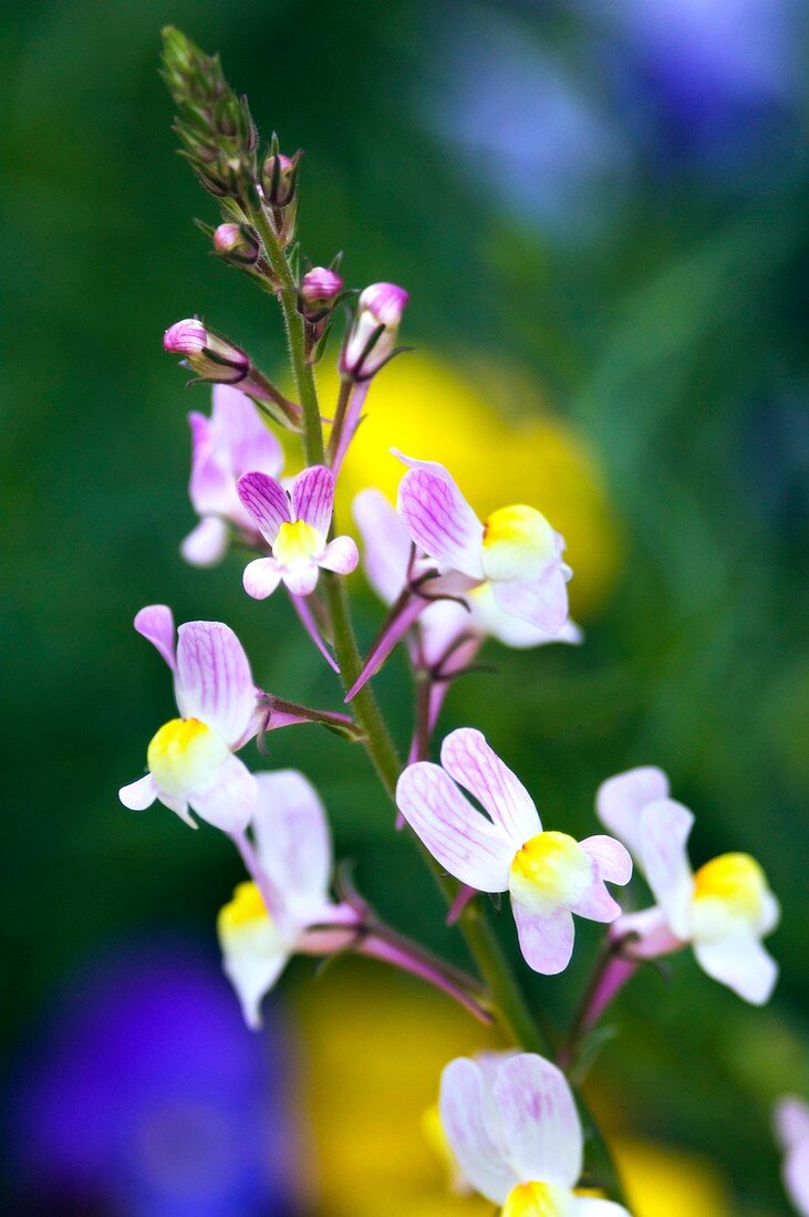 Moroccan toadflax (Linaria maroccana)