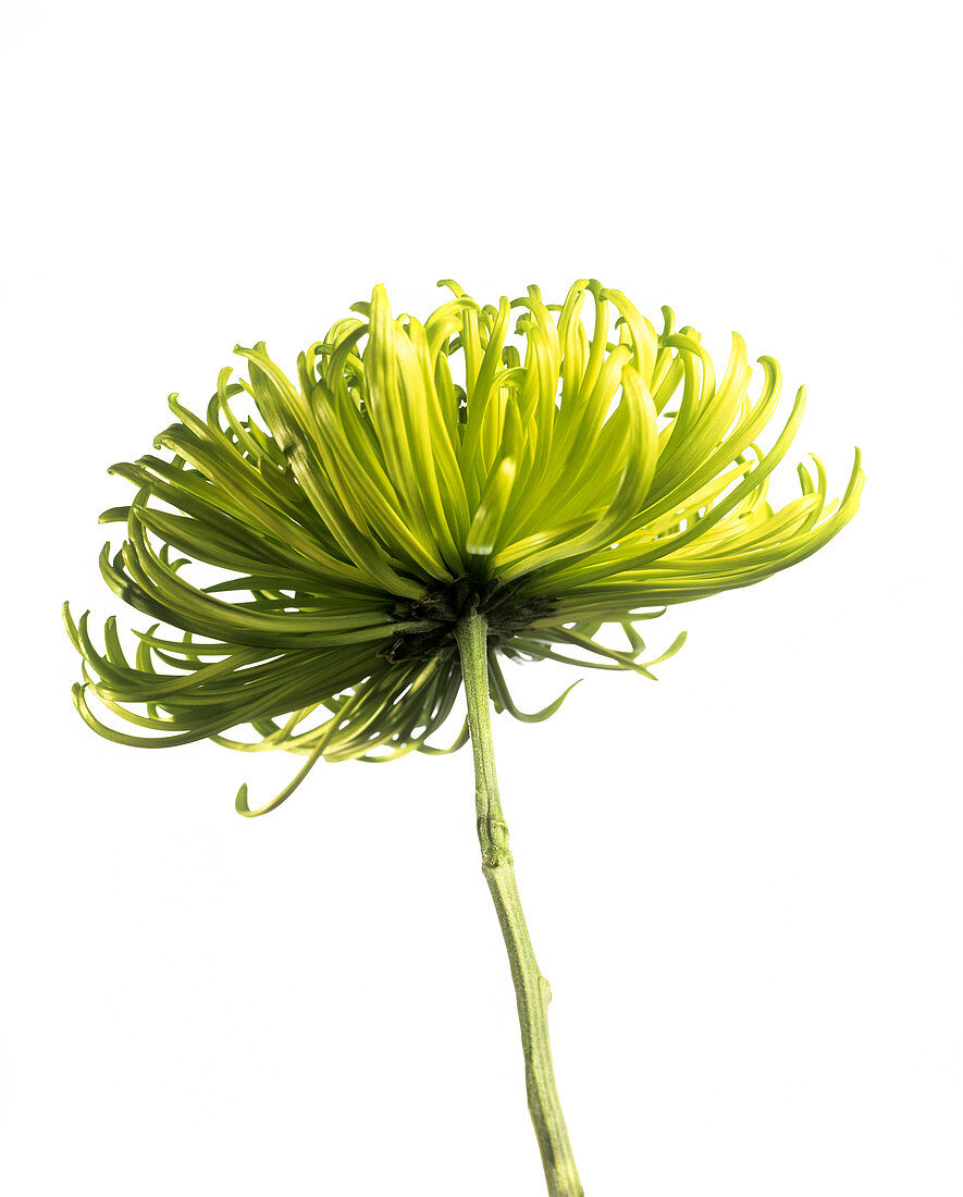 Chrysanthemum (Chrysanthemum 'Shamrock')