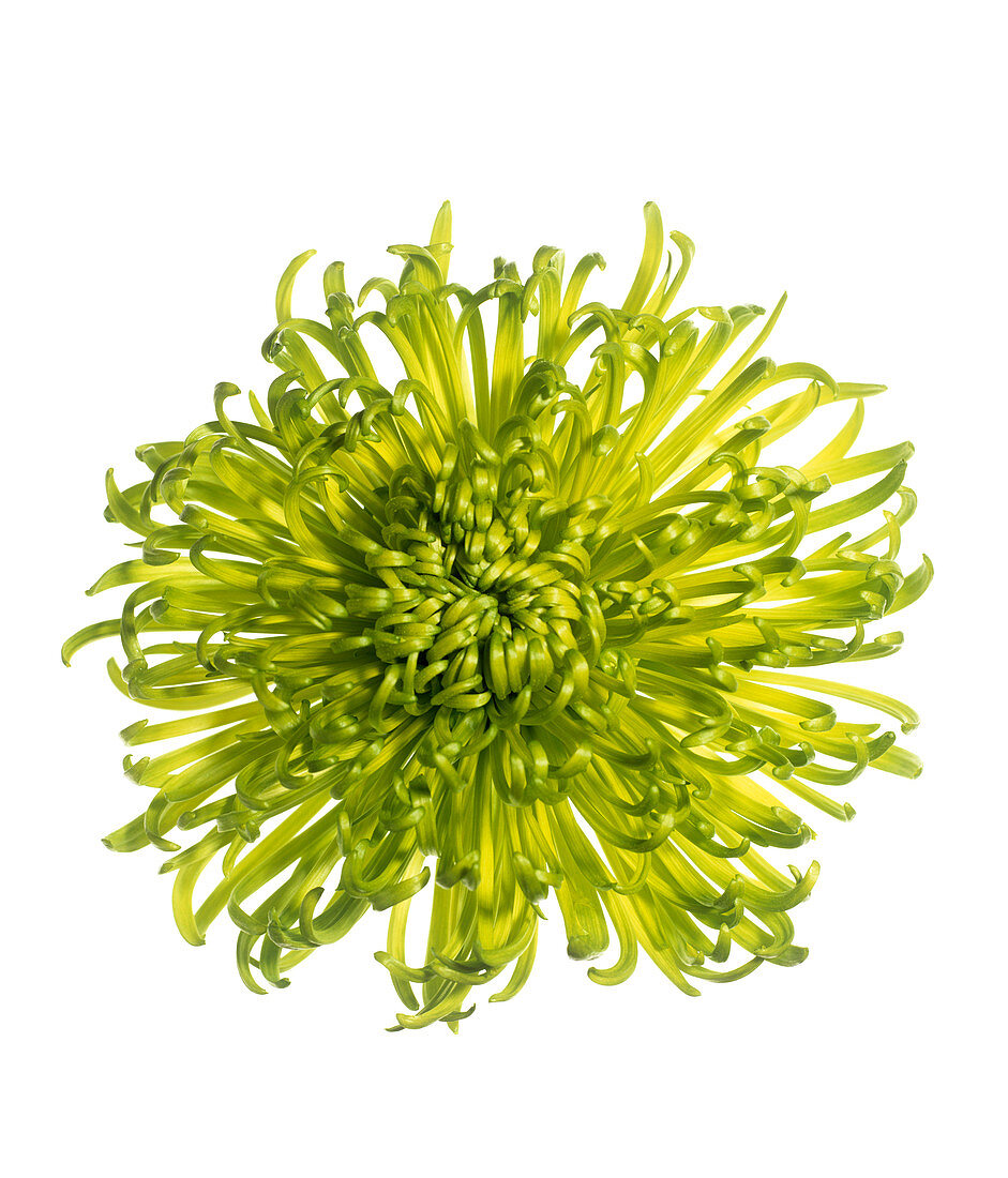 Chrysanthemum (Chrysanthemum 'Shamrock')